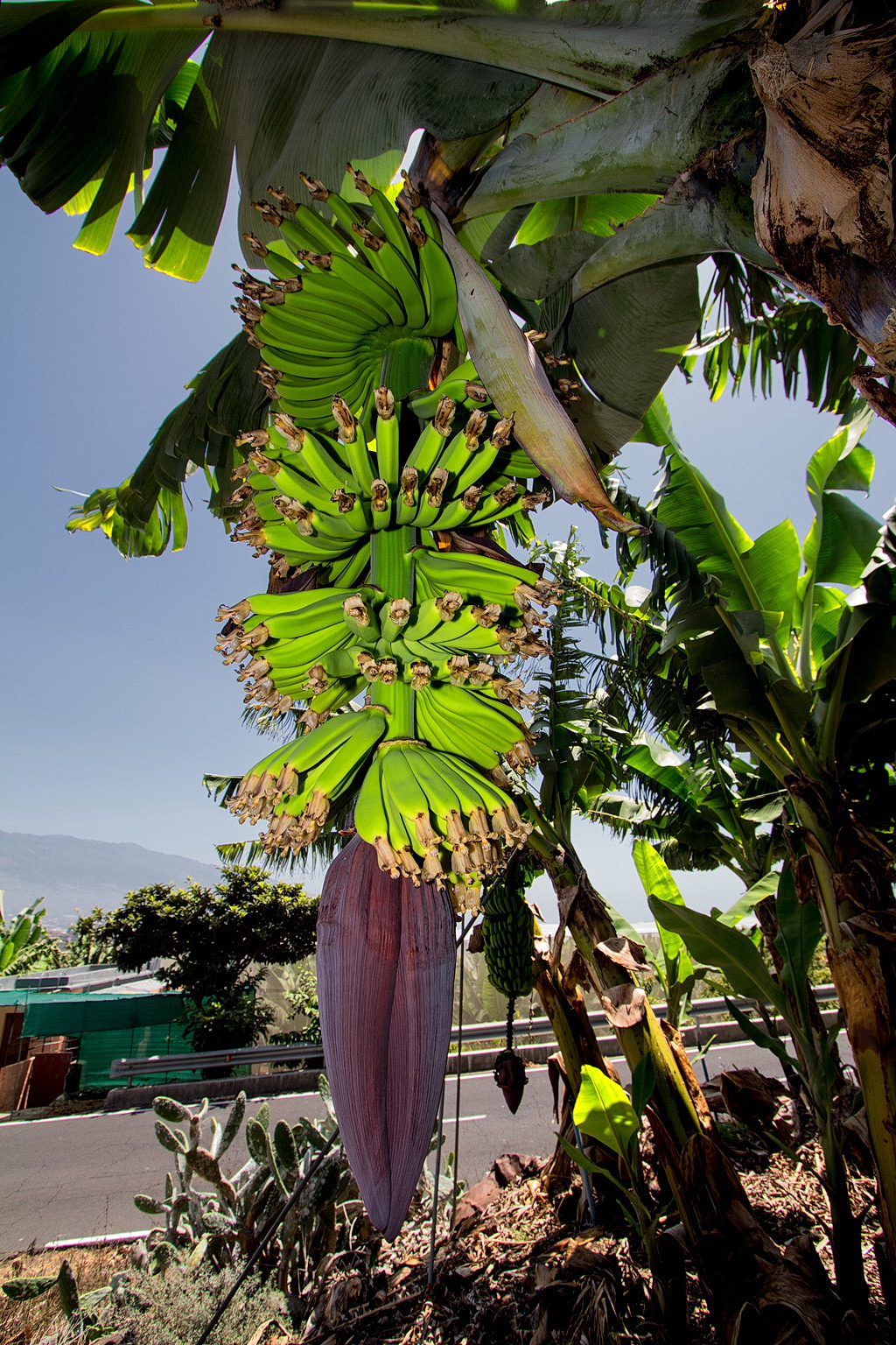 Banana Tree