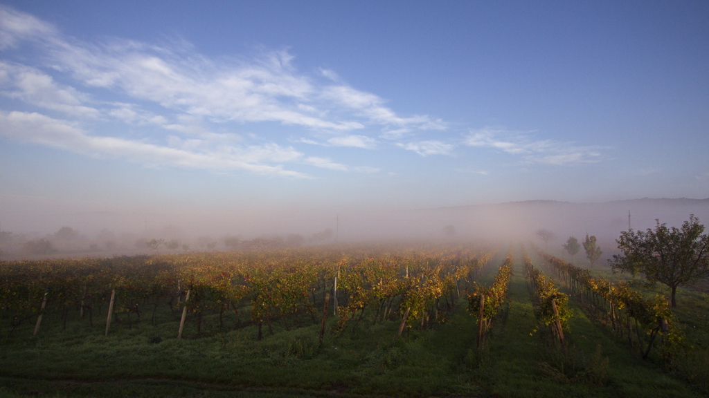 Neusiedl 1, Feld mit Mast