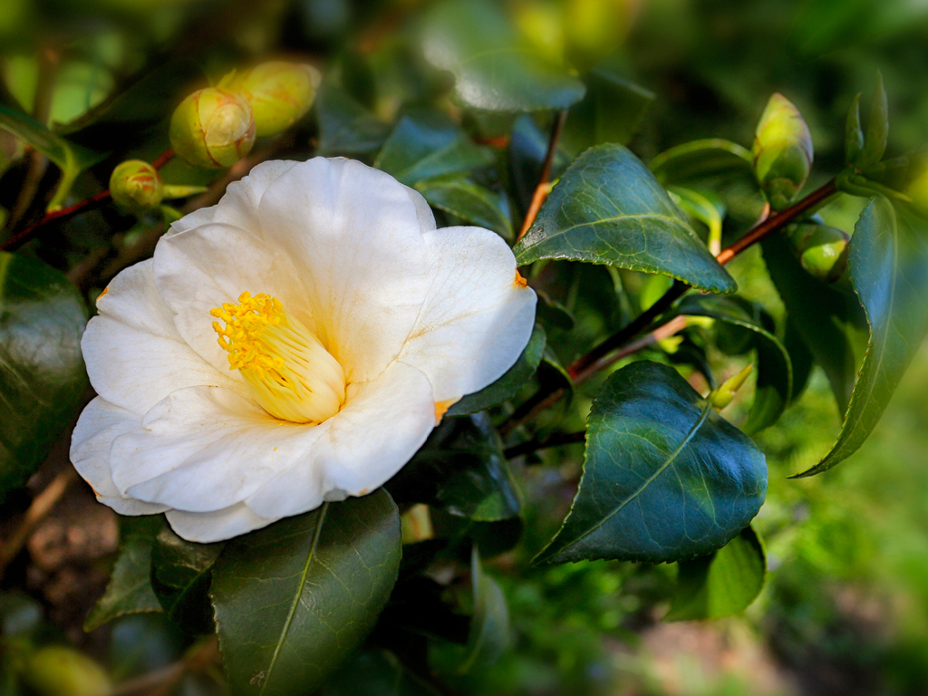 Camelia